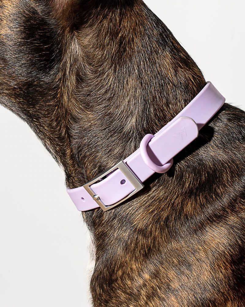 ®WALKY COLLAR | קולר לכלבים